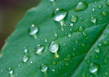 Leaf with Water Droplets
