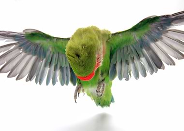 Green Lovebird in Flight