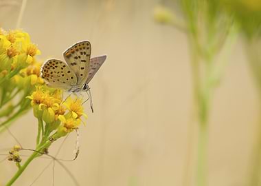 Butterfly on Yellow Flowers