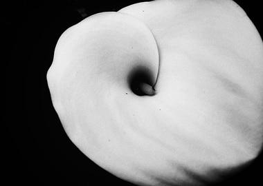 Calla Lily in Black and White