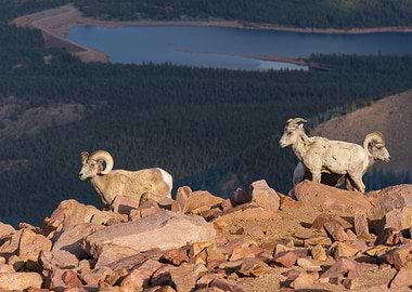 Rocky Mountain Bighorn Sheep Landscape