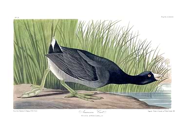 The Birds of America - American Coot