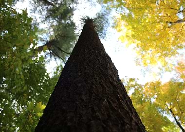 Looking Up at a Tall Tree