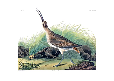 The Birds of America - Hudsonian Curlew
