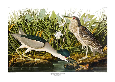 The Birds of America - Night Herons or Qua Bird