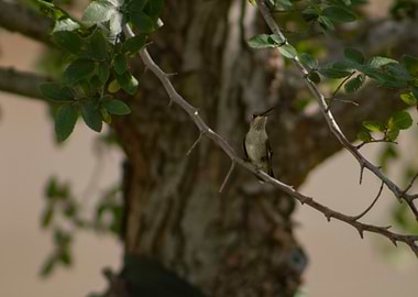 Hummingbird Perched on a Branch