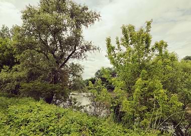 Lush Green Riverside Landscape