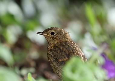 Young Robin in Green Foliage