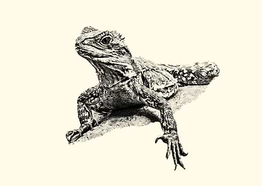 Detailed Lizard Illustration