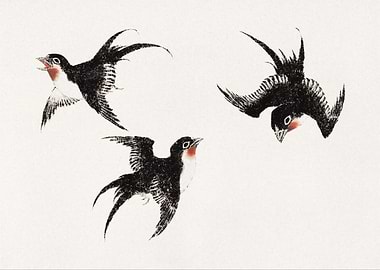 Swallows in Flight Illustration