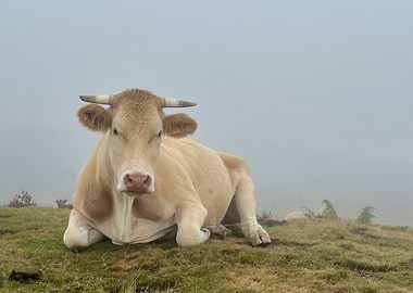 Cow Resting in Foggy Pasture