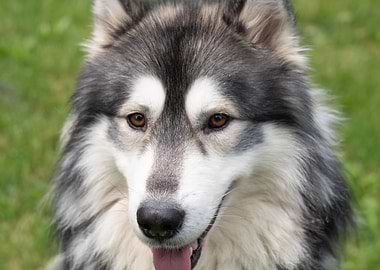 Close-up of a Husky Dog