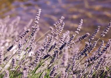 Lavender field in bloom, close-up view