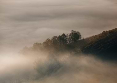Misty Mountain Trees