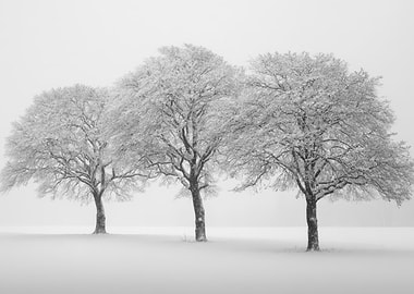Three Snow-Covered Trees in Winter
