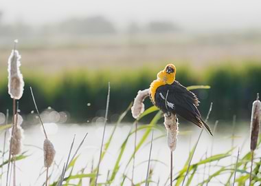 Yellow-headed Blackbird on Cattail