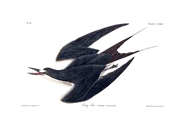The Birds of America - Sooty Tern