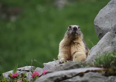 Alert Marmot in Mountain Landscape