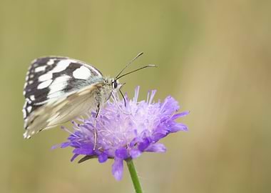 Butterfly on Purple Flower