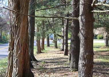 Row of Trees in Autumn Sunlight