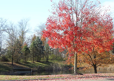 Autumn Park Scene with Red Tree