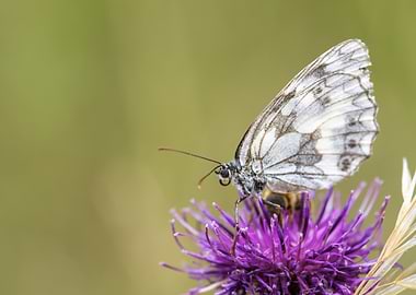 Marbled White Butterfly on Purple Flower