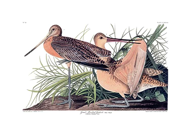 The Birds of America - Great Marbled Godwit