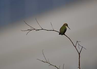 Hummingbird perched on a branch