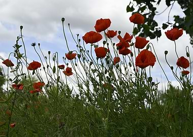 Field of Red Poppies
