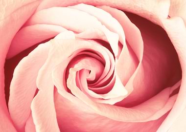 Close-up of a Pink Rose