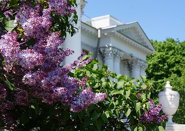 Lilac Blossoms near White Building