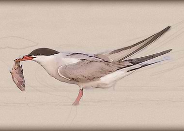Tern with Fish