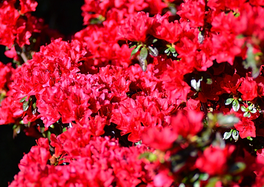 Red Azalea Bush in Full Bloom