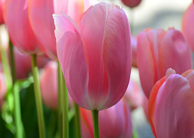Pink Tulips in Bloom