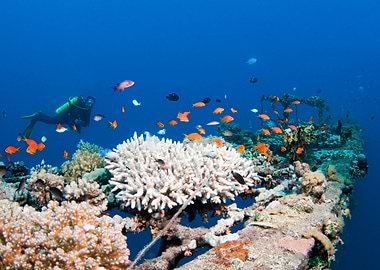 Underwater Scuba Diving with Coral Reef