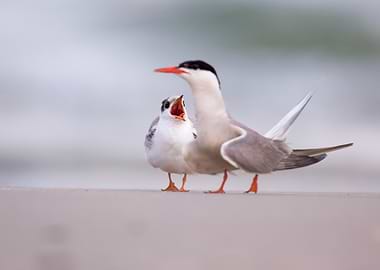 Common Tern with Chick