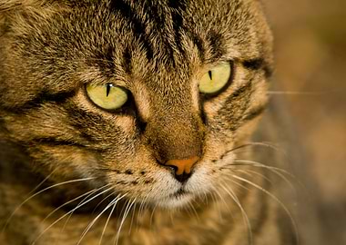 Close-up of a Tabby Cat Face