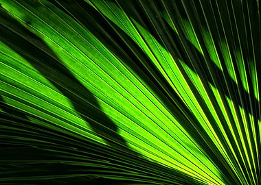 Green Palm Leaf Close-Up Abstract