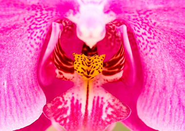 Close-up of a Pink Orchid Flower