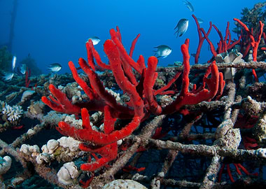 Underwater Red Coral and Fish Scene
