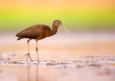 Glossy Ibis (Plegadis falcinellus) in shallow water