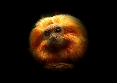 Golden Lion Tamarin Portrait on Black