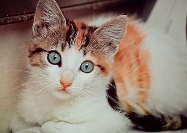 Cute Calico Kitten with Blue Eyes
