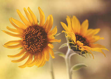 Two Sunflowers in Soft Light