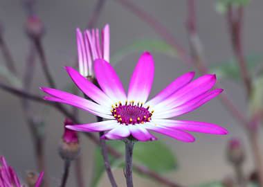 Pink and White Osteospermum Flower