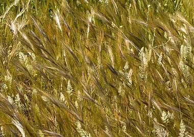 Field of Golden Wheat