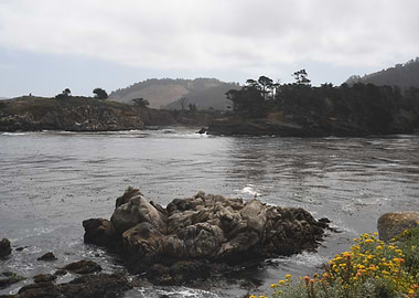 point lobos