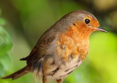 European Robin Portrait