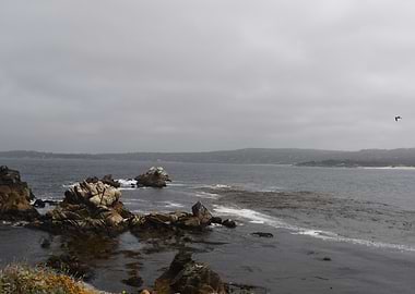 point lobos