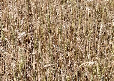 Field of Wheat